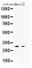 MyBioSource MBS178683 image 1