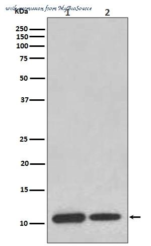 MyBioSource MBS179316 image 1
