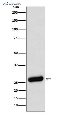 MyBioSource MBS179550 image 1