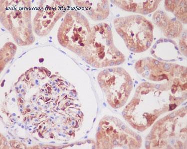 MyBioSource MBS179560 image 1