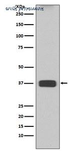 MyBioSource MBS179560 image 2