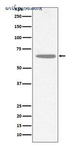 MyBioSource MBS179584 image 1
