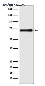 MyBioSource MBS179724 image 1