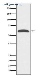 MyBioSource MBS179744 image 1