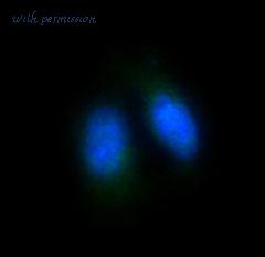 MyBioSource MBS179744 image 2