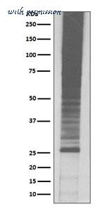 MyBioSource MBS179903 image 1