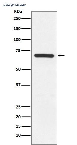 MyBioSource MBS179973 image 1