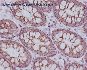 MyBioSource MBS179999 image 1