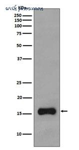 MyBioSource MBS179999 image 2