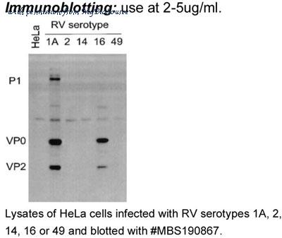 MyBioSource MBS190867 image 1