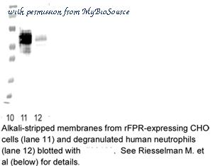 MyBioSource MBS190883 image 1