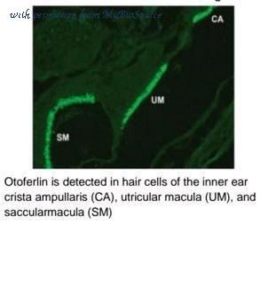 MyBioSource MBS190960 image 1