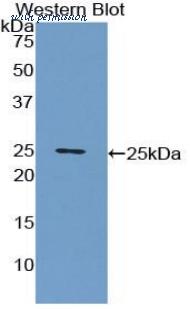 MyBioSource MBS2001260 image 1