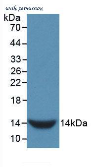 MyBioSource MBS2001271 image 1