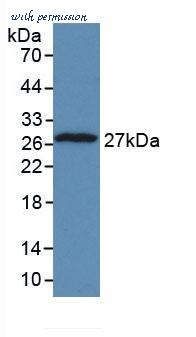 MyBioSource MBS2001293 image 1