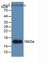 MyBioSource MBS2001321 image 1