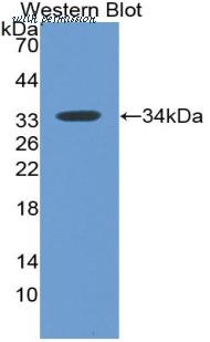 MyBioSource MBS2001344 image 1
