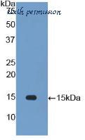 MyBioSource MBS2001373 image 1