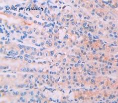MyBioSource MBS2001373 image 2
