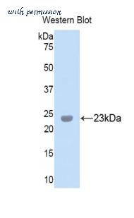 MyBioSource MBS2001518 image 1