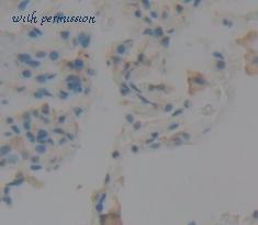 MyBioSource MBS2001518 image 2