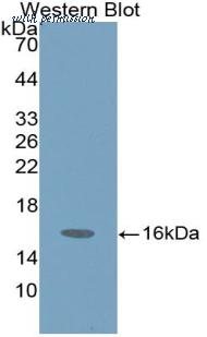 MyBioSource MBS2001521 image 1