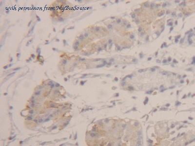 MyBioSource MBS2001521 image 2