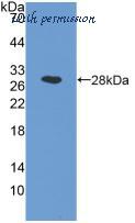 MyBioSource MBS2001655 image 1