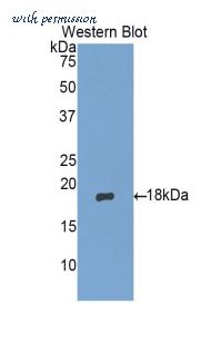 MyBioSource MBS2001703 image 1