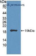 MyBioSource MBS2001787 image 1