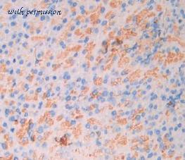 MyBioSource MBS2001787 image 2