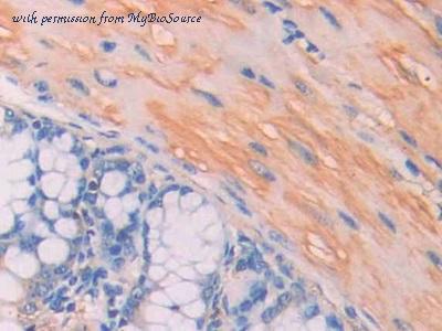 MyBioSource MBS2001787 image 3