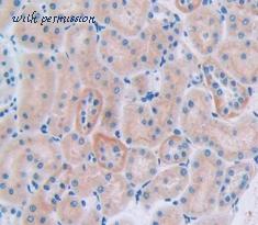 MyBioSource MBS2001919 image 2