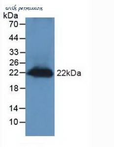 MyBioSource MBS2001929 image 1