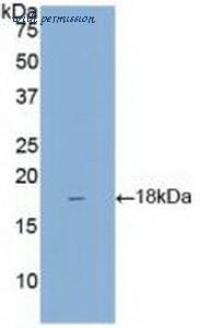 MyBioSource MBS2001929 image 2