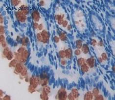 MyBioSource MBS2001929 image 3