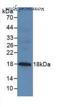 MyBioSource MBS2001934 image 1