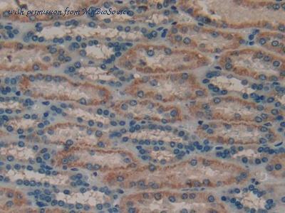 MyBioSource MBS2001934 image 3