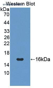 MyBioSource MBS2001987 image 1