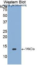MyBioSource MBS2002182 image 1