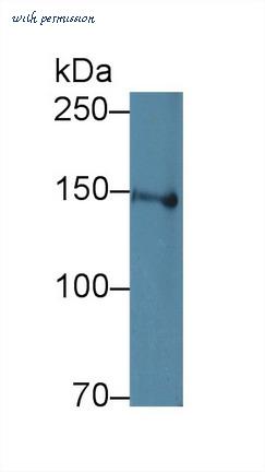 MyBioSource MBS2002216 image 1