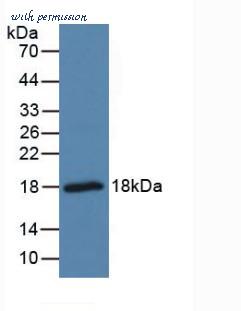 MyBioSource MBS2002309 image 1