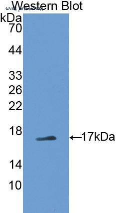 MyBioSource MBS2002309 image 2