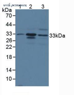 MyBioSource MBS2002348 image 1