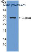 MyBioSource MBS2002348 image 2