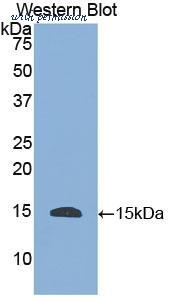 MyBioSource MBS2002621 image 1
