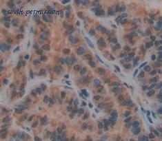 MyBioSource MBS2002621 image 2
