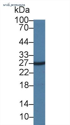 MyBioSource MBS2002656 image 1