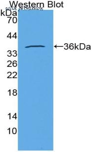 MyBioSource MBS2002656 image 2