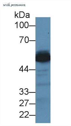 MyBioSource MBS2002664 image 1